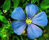 Flax