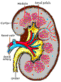 Human Kidney><br><br><br>  </font> 
    <font size=