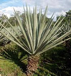 Sisal plant