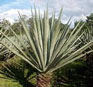 Sisal