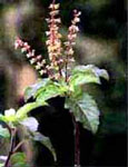 Tulsi