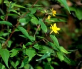 jute flower